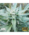 Double Down Regular Seeds (Canuk Seeds) *While Supplies Last*