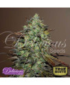 Eleven Roses FEMINIZED Seeds (Delicious Seeds) 
