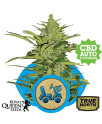 Fast Eddy Auto Feminized Seeds (Royal Queen Seeds)