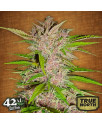 Fastberry Auto Feminized Seeds (FastBuds) - CLEARANCE