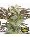Cake Bomb Feminized Seeds (Canuk Seeds) - ELITE STRAIN