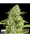 GG#4 Fast Feminized Seeds (Canuk Seeds) 