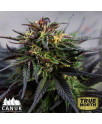 Girl Scout Cookies Feminized Seeds (Canuk Seeds) - ELITE STRAIN