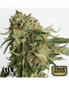 Gold Rush Feminized Seeds (Canuk Seeds) - ELITE STRAIN 