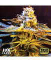 Grandaddy Black Feminized Seeds (Canuk Seeds) - ELITE STRAIN 