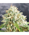 Grapefruit AUTO FEMINIZED Seeds (Canuk Seeds)