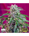 Green Potion Fast Feminized Seeds (Canuk Seeds) 