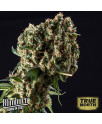 Granddaddy Purple FEMINIZED Seeds (BlimBurn Seeds)