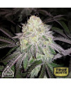 GSC x Chemdog #4 Feminized Seeds (Prism Seeds)