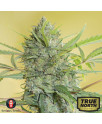 Happiness FEMINIZED Seeds (Serious Seeds)