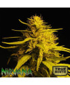 Haze #1 FEMINIZED Seeds (Nirvana Seeds) 