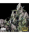 King TUT Feminized Seeds (Canuk Seeds) - ELITE STRAIN