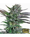 Mango Merengue Feminized Seeds (Canuk Seeds) - ELITE STRAIN 