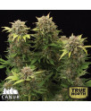 Moby Dick AUTO FEMINIZED Seeds (Canuk Seeds)