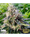 Northern Lights Fast Feminized Seeds (Canuk Seeds) - CLEARANCE