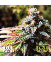 Original Glue Feminized Seeds (Canuk Seeds)
