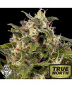 AUTO Pineapple Express FEMINIZED Seeds (G13 Labs)