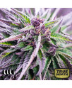 Purple Urkle Feminized Seeds (Canuk Seeds) - ELITE STRAIN