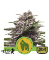 Royal Gorilla Automatic Feminized Seeds (Royal Queen Seeds)