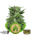 Royal Kush Automatic Feminized Seeds (Royal Queen Seeds)