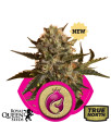 Royal Madre Feminized Seeds (Royal Queen Seeds)