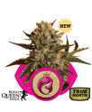 Royal Madre Feminized Seeds (Royal Queen Seeds) - CLEARANCE