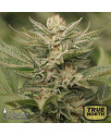 Sapphire Scout Feminized Seeds (Humboldt Seed Org)