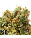 Shiskaberry Feminized Seeds (Canuk Seeds)