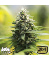 Sour Diesel AUTO FEMINIZED Seeds (Canuk Seeds)