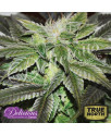 Sugar Candy FEMINIZED Seeds (Delicious Seeds) 