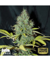 Sweet Tooth Auto Feminized Seeds (Canuk Seeds) * Discontinued *