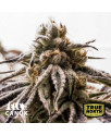 Pink Kush Feminized Seeds (Canuk Seeds)