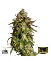 AK Auto Feminized Seeds (Canuk Seeds)