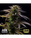 Alaskan Thunder Fuck Feminized Seeds (Canuk Seeds) - ELITE STRAIN