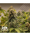 Black Domina Feminized Seeds (Canuk Seeds) 