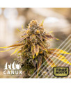 Bruce Banner CBD Regular Seeds (Canuk Seeds) - CLEARANCE