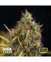 Cookie Kush Feminized Seeds (Canuk Seeds) - ELITE STRAIN