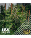 Gorilla Bruce Regular Seeds (Canuk Seeds) - CLEARANCE