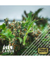 Killer Bruce Regular Seeds (Canuk Seeds) - CLEARANCE