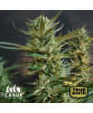 NYC Diesel Feminized Seeds (Canuk Seeds) - ELITE STRAIN