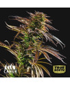 Peyote Cookies Feminized Seeds (Canuk Seeds) - ELITE STRAIN