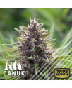 Pink Banner Regular Seeds *While Supplies Last* (Canuk Seeds)