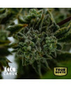 Platinum Cookies Feminized Seeds (Canuk Seeds) - ELITE STRAIN