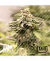 Pure Kush Feminized Seeds (Canuk Seeds)