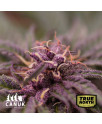 Purple Punch Feminized Seeds (Canuk Seeds) - ELITE STRAIN