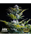 Purple Thai Feminized Seeds (Canuk Seeds) - ELITE STRAIN