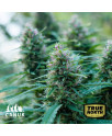 OG Kush Feminized Seeds (Canuk Seeds)