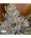 Tropicanna Glookies Feminized Seeds (Canuk Seeds) - ELITE STRAIN - CLEARANCE