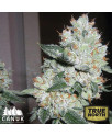 The True OG Feminized Seeds (Canuk Seeds) - ELITE STRAIN