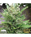 White Crystal AUTO FEMINIZED Seeds (Canuk Seeds) - ELITE STRAIN